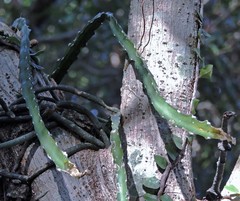 Lepismium cruciforme