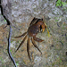 Seychellum alluaudi - Photo (c) Denis Makhnovsky,  זכויות יוצרים חלקיות (CC BY-NC), הועלה על ידי Denis Makhnovsky