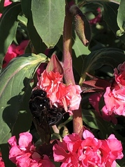 Xylocopa sonorina