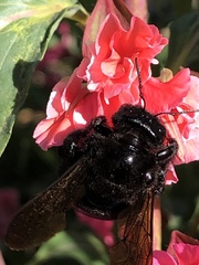Xylocopa sonorina