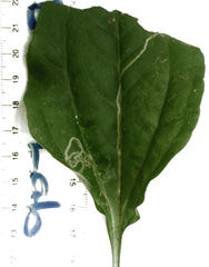 Phytomyza plantaginis