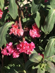 Xylocopa sonorina