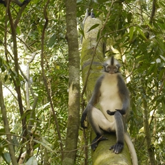 Presbytis thomasi