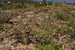 Echinofossulocactus lamellosus