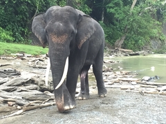 Elephas maximus sumatranus