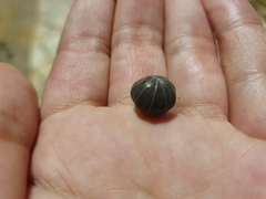 Armadillo officinalis