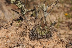 Echinofossulocactus lamellosus