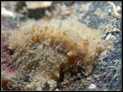 Sclerodoris apiculata