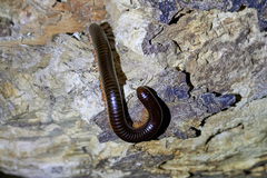 Sechelleptus seychellarum