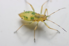 Calaphidina