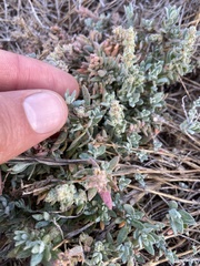 Extriplex californica