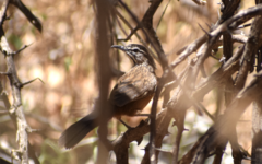 Achaetops pycnopygius