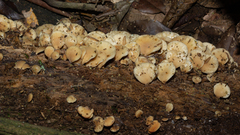 Hohenbuehelia angustata