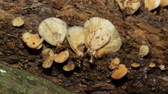 Hohenbuehelia angustata