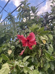 Hibiscus × archeri