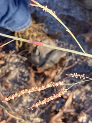 Polygonella gracilis