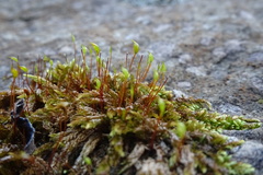 Rhynchostegium murale