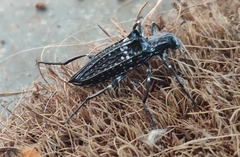 Homocyrtus