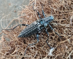 Homocyrtus
