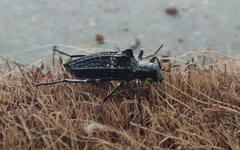 Homocyrtus