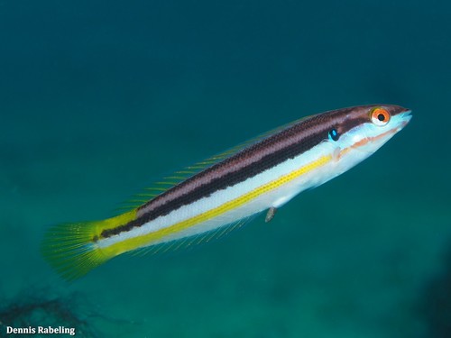 Atlantic rainbow wrasse