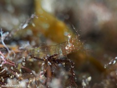 Periclimenes scriptus