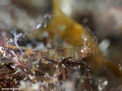 Periclimenes scriptus