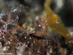 Periclimenes scriptus