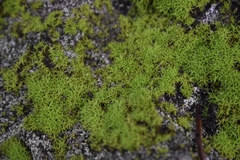Weissia jamaicensis