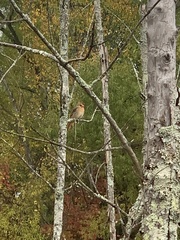 Cardinalis cardinalis