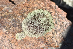 Lecanora argopholis
