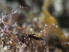 Periclimenes scriptus