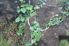 Hedera azorica