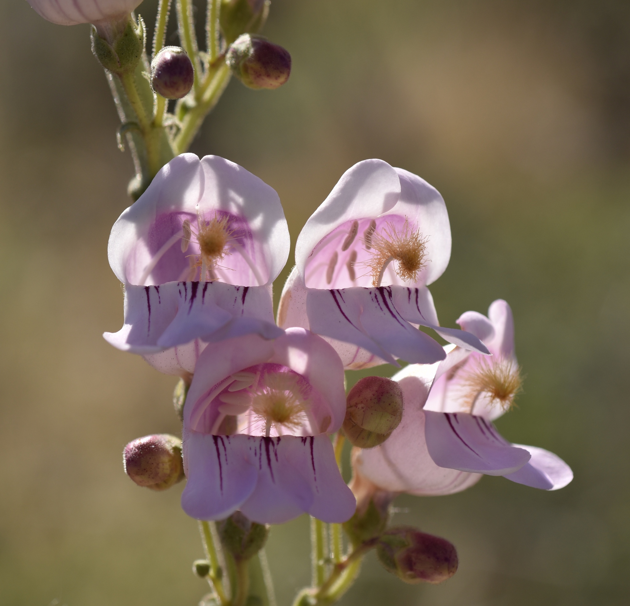 Penstemon palmeri var. palmeri