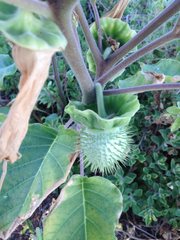 Datura innoxia