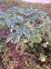 Datura innoxia