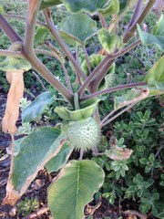 Datura innoxia