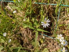 Rabelera holostea