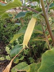 Datura innoxia