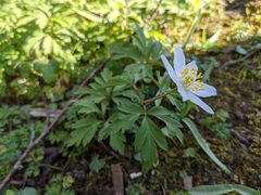 Anemonoides nemorosa