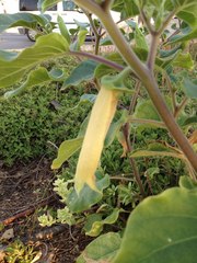 Datura innoxia