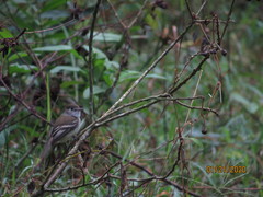 Empidonax minimus