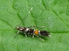 Cosmopterix zieglerella
