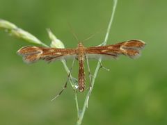 Marasmarcha lunaedactyla