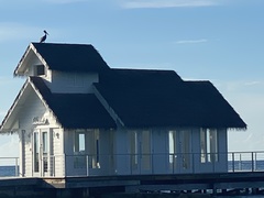 Pelecanus occidentalis