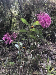 Epidendrum syringothyrsus