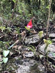 Masdevallia veitchiana