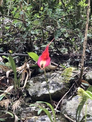 Masdevallia veitchiana