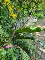 Anthurium jenmanii