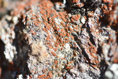 Rufoplaca arenaria